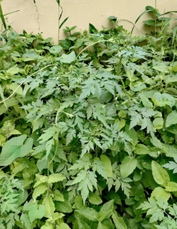 生长着很多大籽蒿(见下图一),灰灰菜,墙上爬着大面积的葎草(见下图二)