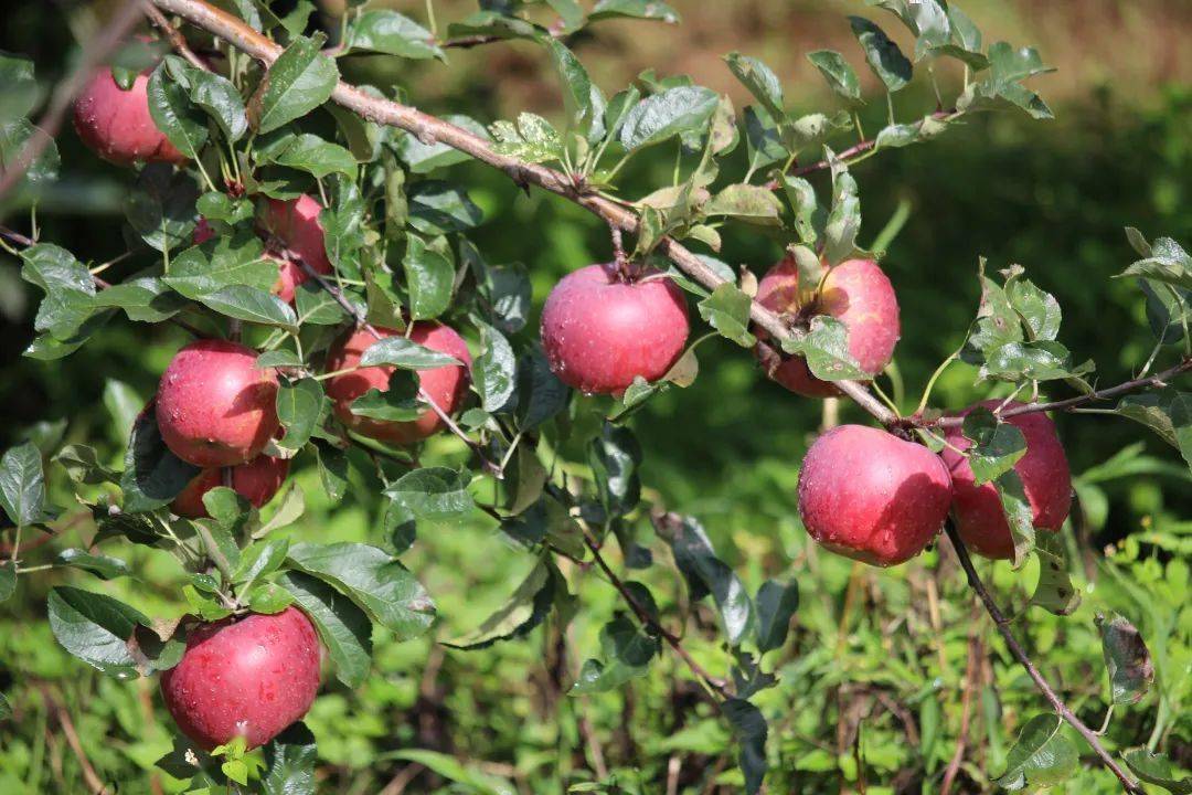 长在2600米高原的红将军苹果,红似骄阳,甜似蜜糖,满口嘎嘣脆爽_自然