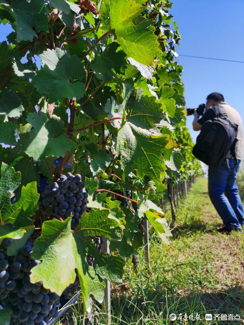 优无止境 赢在烟台|走进蓬莱丘山谷,邂逅浪漫的葡萄酒庄园_葡萄园