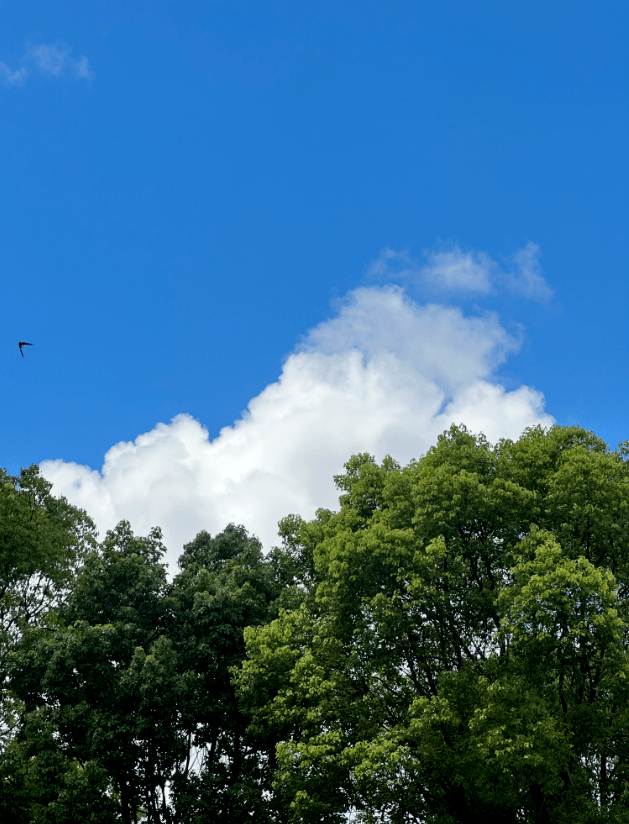 构成了夏日的律动白云翻滚着,飘摇着澄澈的天空像棉花,像浪涛,像积雪