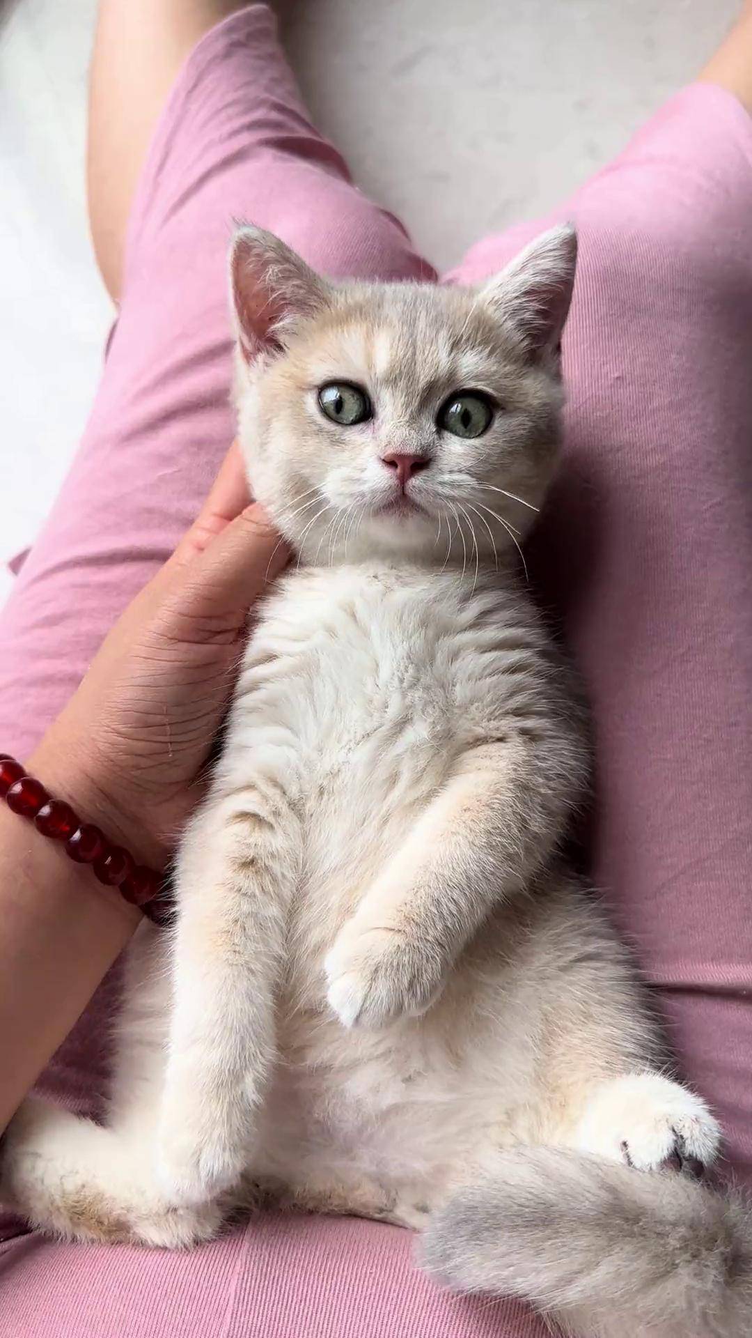 它真的很惯着我,随便我摸都不反抗～小奶喵 蓝金 英短蓝金渐层