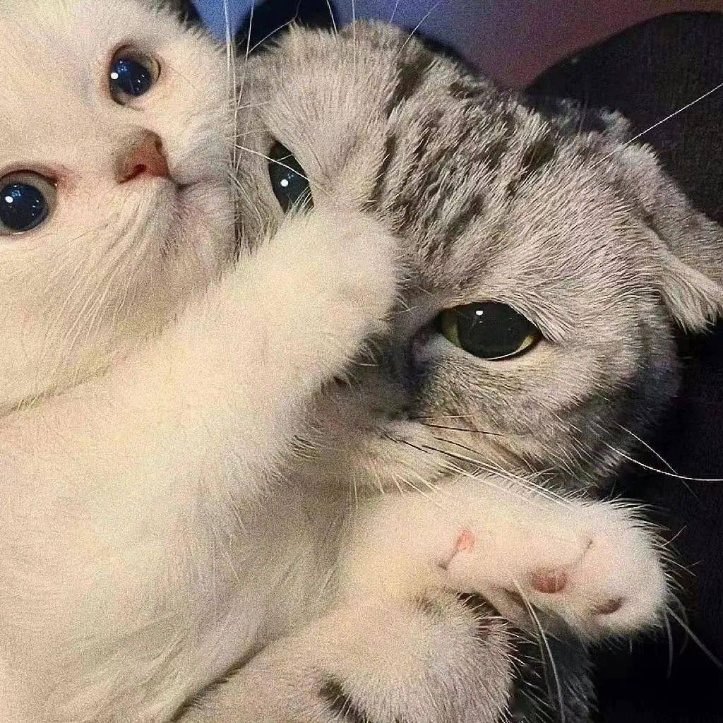 头像丨可以换八百次的微信头像