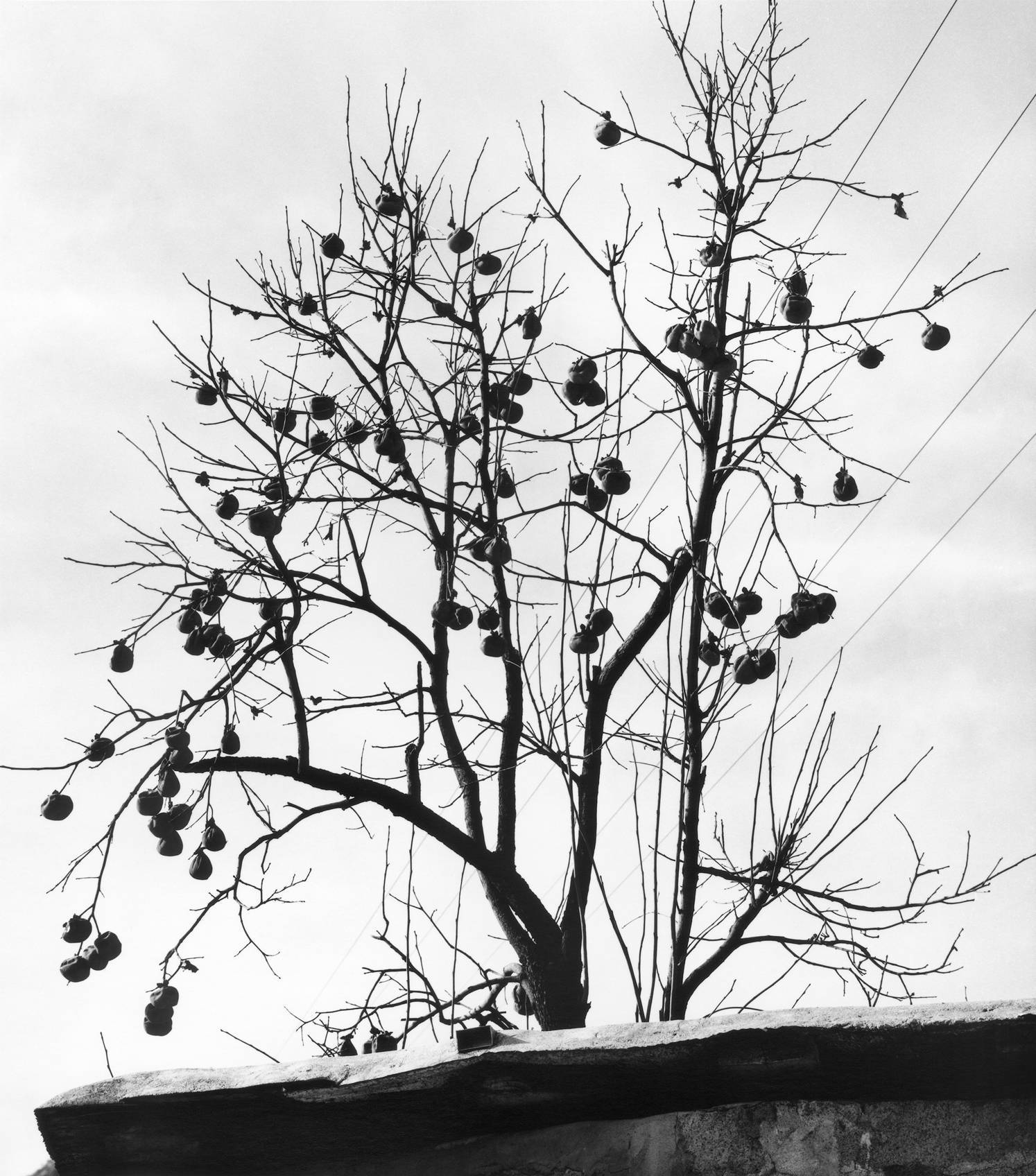 看展览|付羽:神秘主义的那种感觉,是照片给出来的东西_付羽新_摄影