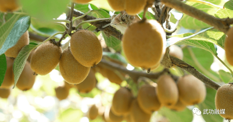 【武功猕猴桃】产地直播 快递入村 武功电商助力猕猴桃销售走上"