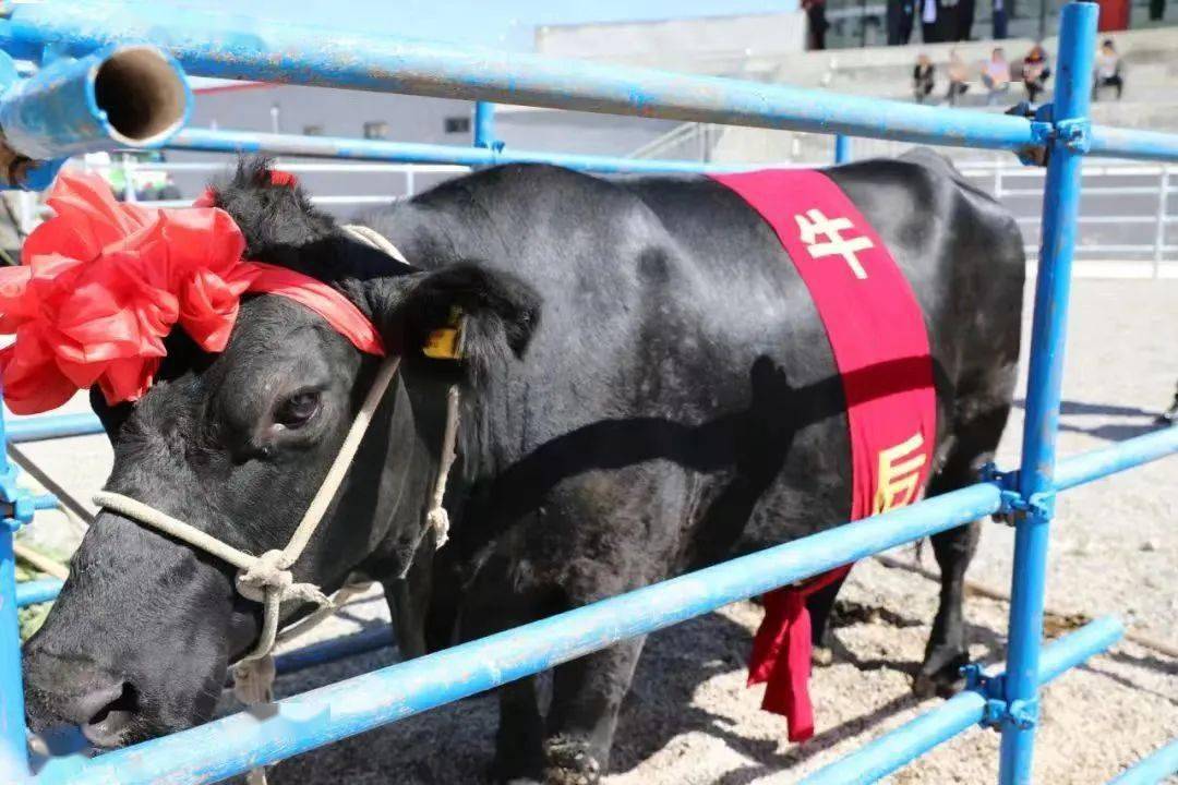 宁夏·泾源第七届黄牛节大会暨农特产品直播带货庆丰收节来啦!