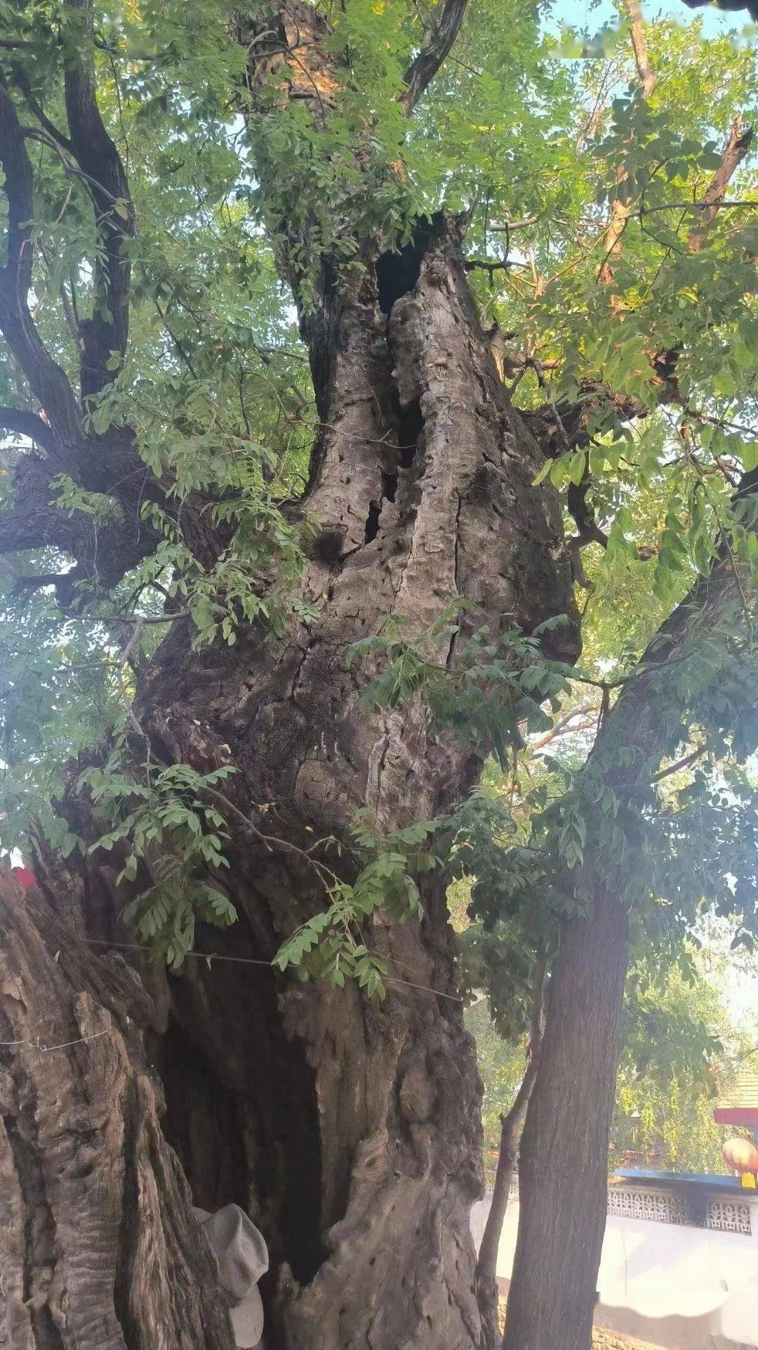 临朐十字路村的老槐树