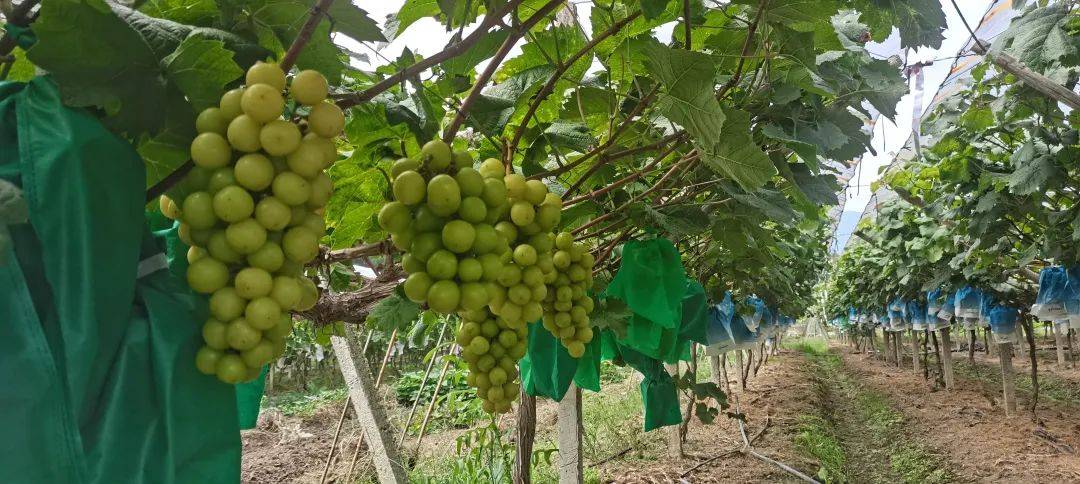 阳光玫瑰种植全过程