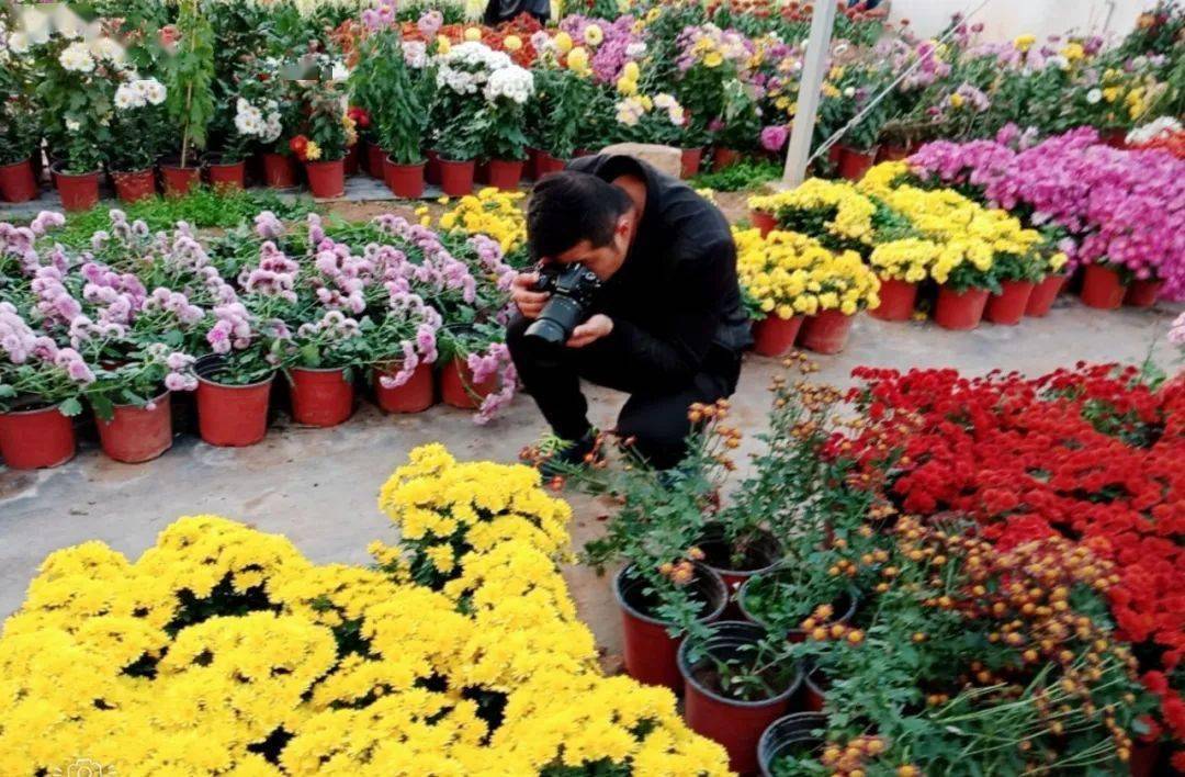 9月22日约起来,邀您赴一场秋日赏菊盛宴~_菊花_麻城_人家