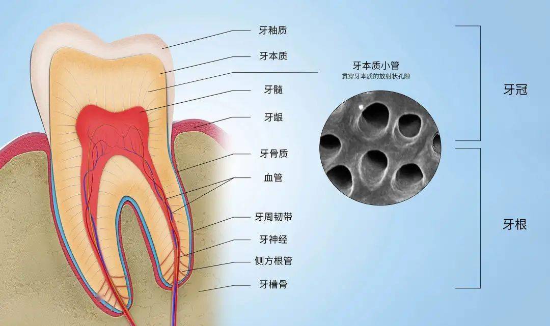 牙本质结构图片