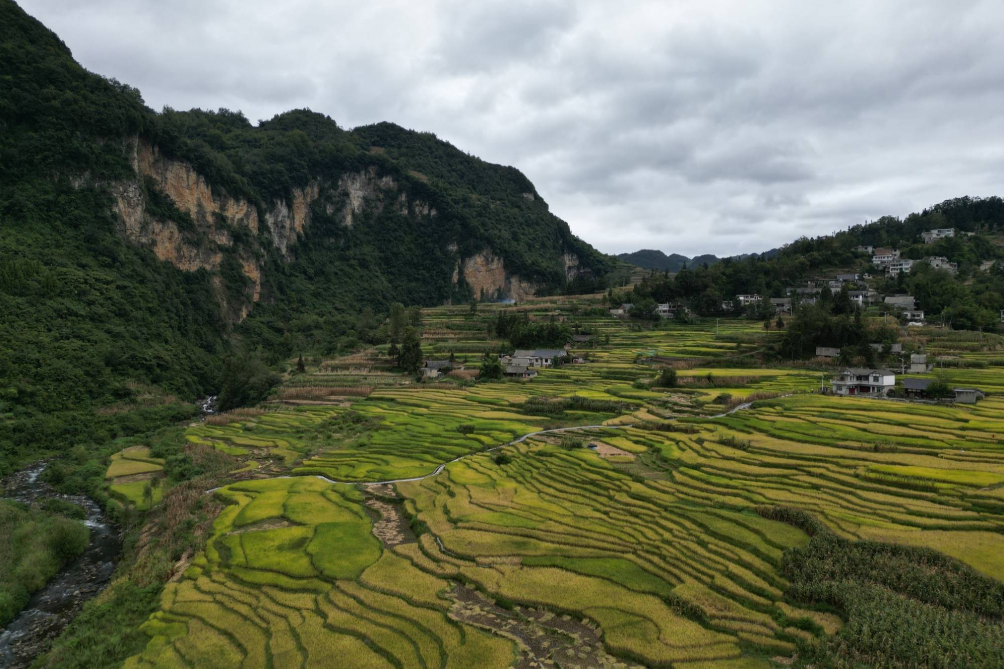 贵州织金: 又是一年稻香季_织金县_发展_板桥镇