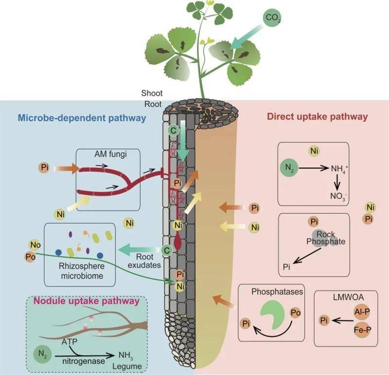 王二涛研究团队应邀发表植物氮磷吸收和调节相关综述_中国科学院_营养