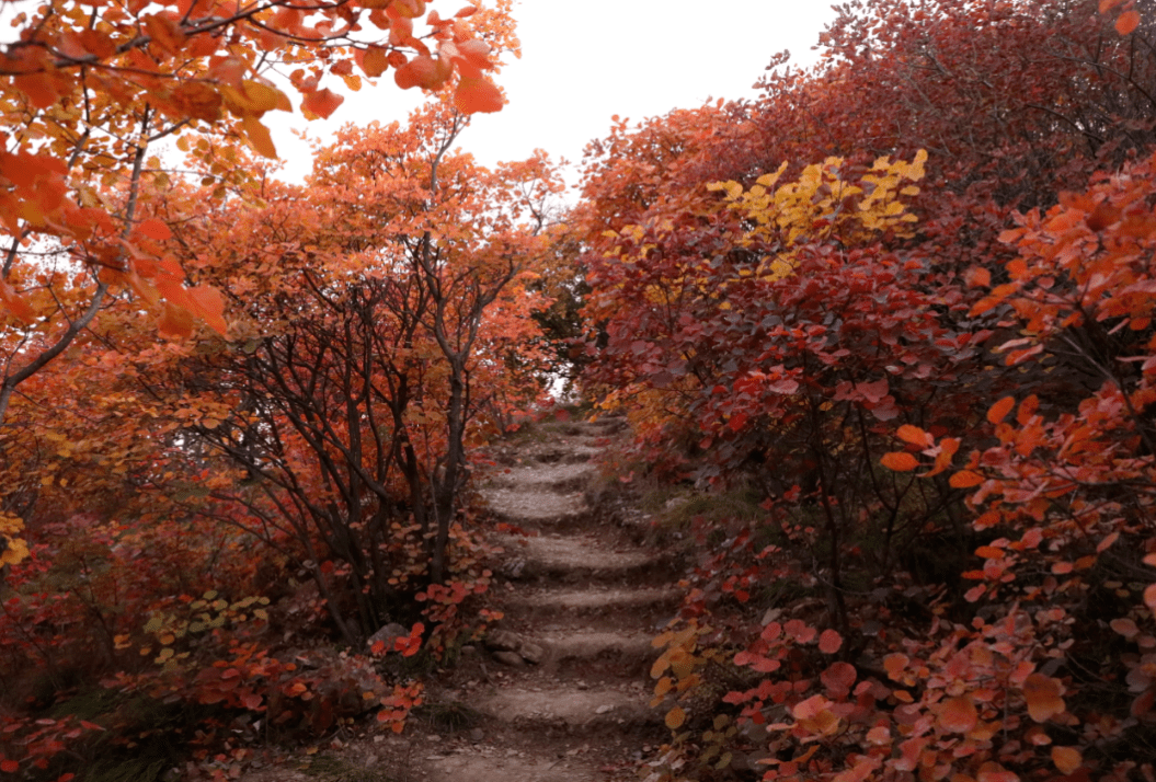 佛照山又将迎来一年中最美的时节_沙河_集团_魅力