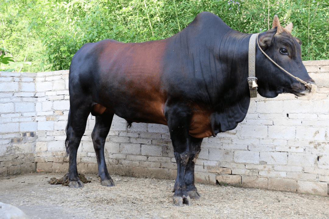 村委会金竹棚村小组三等奖张文学(种公牛)东山乡南林村委会大寨村骟牛