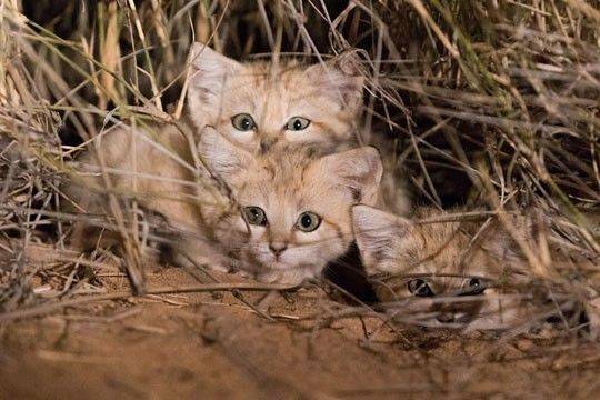 沙漠猫，是唯一一种只生活在沙漠中的猫