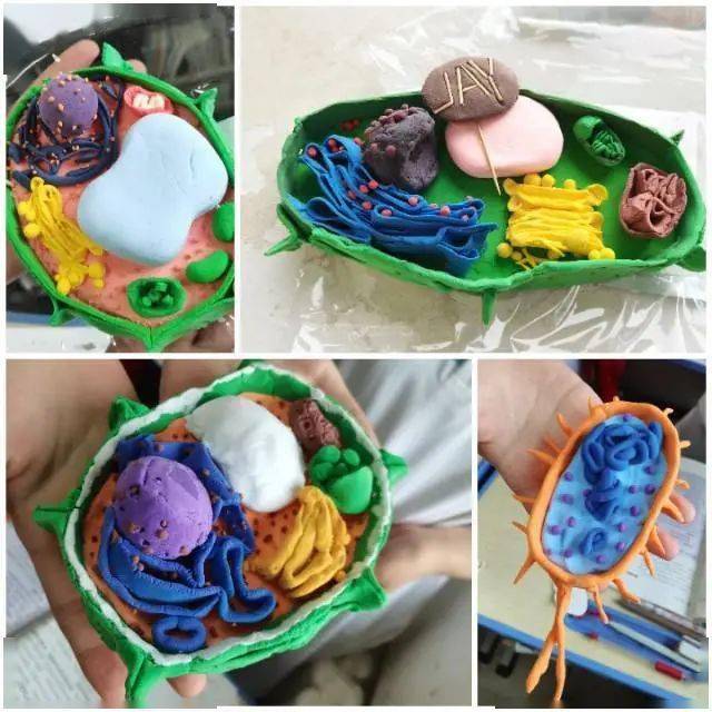 汝州一高生物教研月活动--走进细胞_模型_目的_教学水平