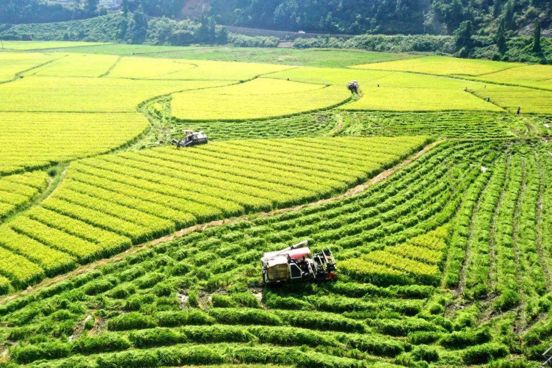 中国农业发展银行:深耕厚植"三农"沃土 助力绘就丰收画卷_分行_支持