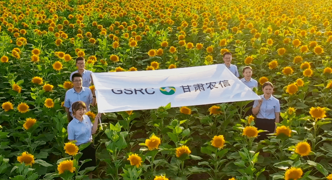 农民丰收 农信给力——甘肃农信为乡村振兴注入"金融活水"_服务_发展