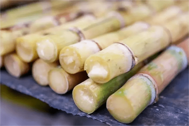 【舌尖上的广西】木格白玉蔗——白玉一节蔗 难忘一生甜_种植_甘蔗