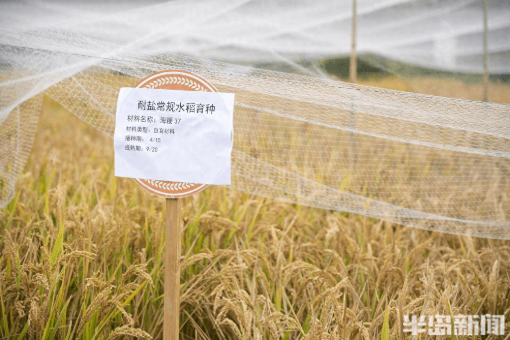 稻香飘飘,喜事"镰镰","海水稻"测产再创新高_青岛_中心_研究