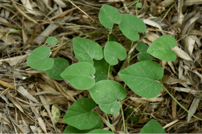 苏州首次发现珍稀植物红柴枝群落_调查_自然保护区_江苏