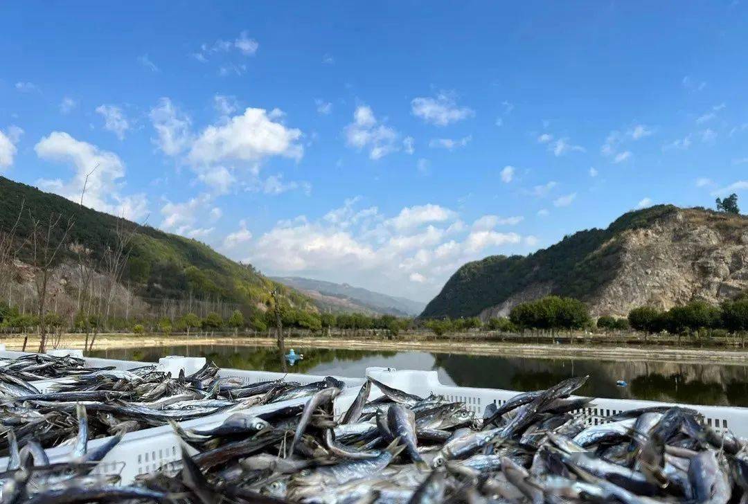 据了解,现在抗浪鱼价格较高,在每公斤600元左右,主要是因为产量还较低