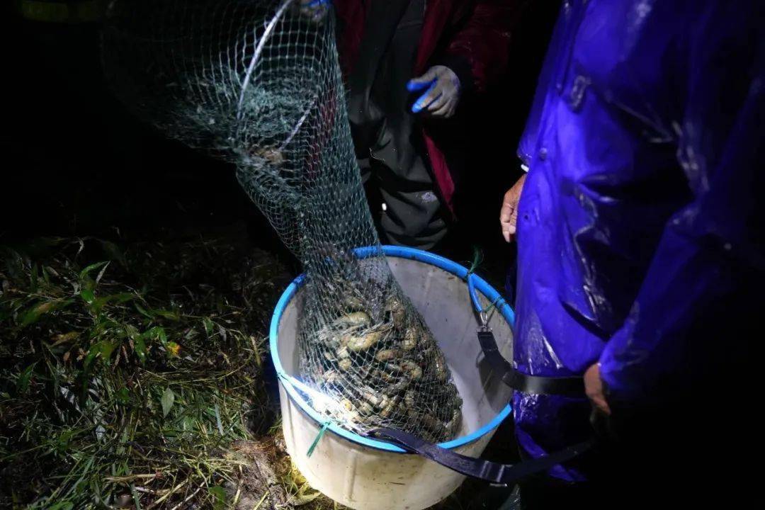 许村李家村10000斤澳洲淡水龙虾开捕_捕捞_养殖_费月强