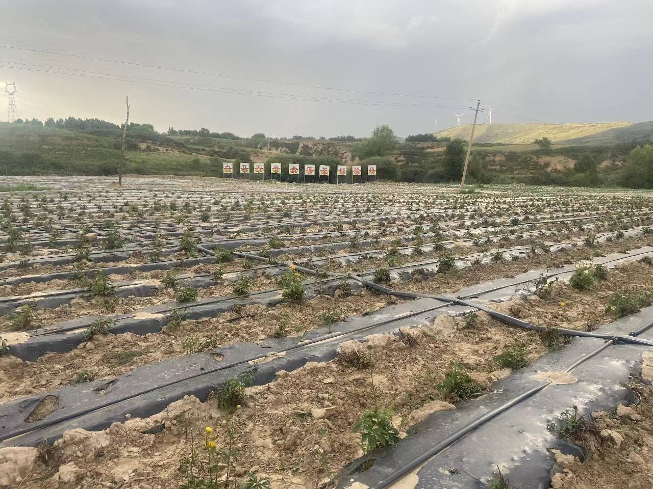 应县白马石乡:产业帮扶增收多 脱贫群众笑颜开_金莲花_种植_村里