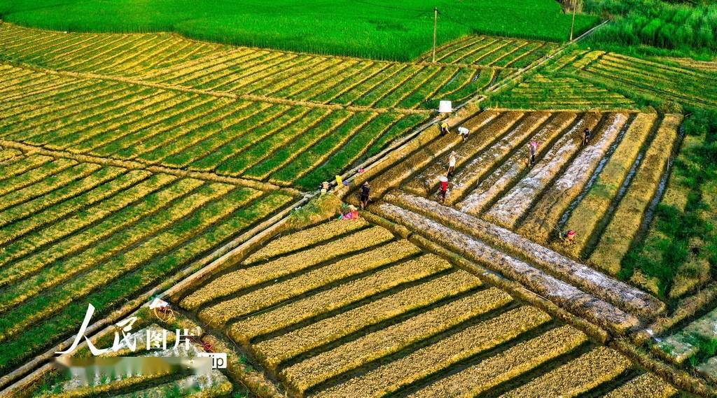 广西梧州:田间地头秋种忙