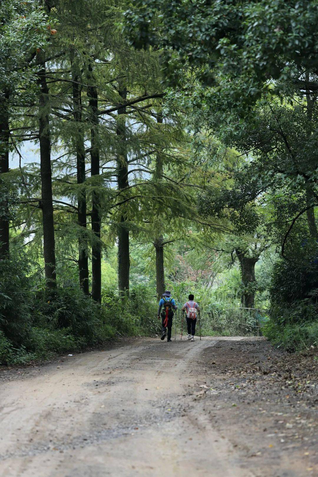 微雨秋分日,看花金峨山_古道_草木_凤蝶