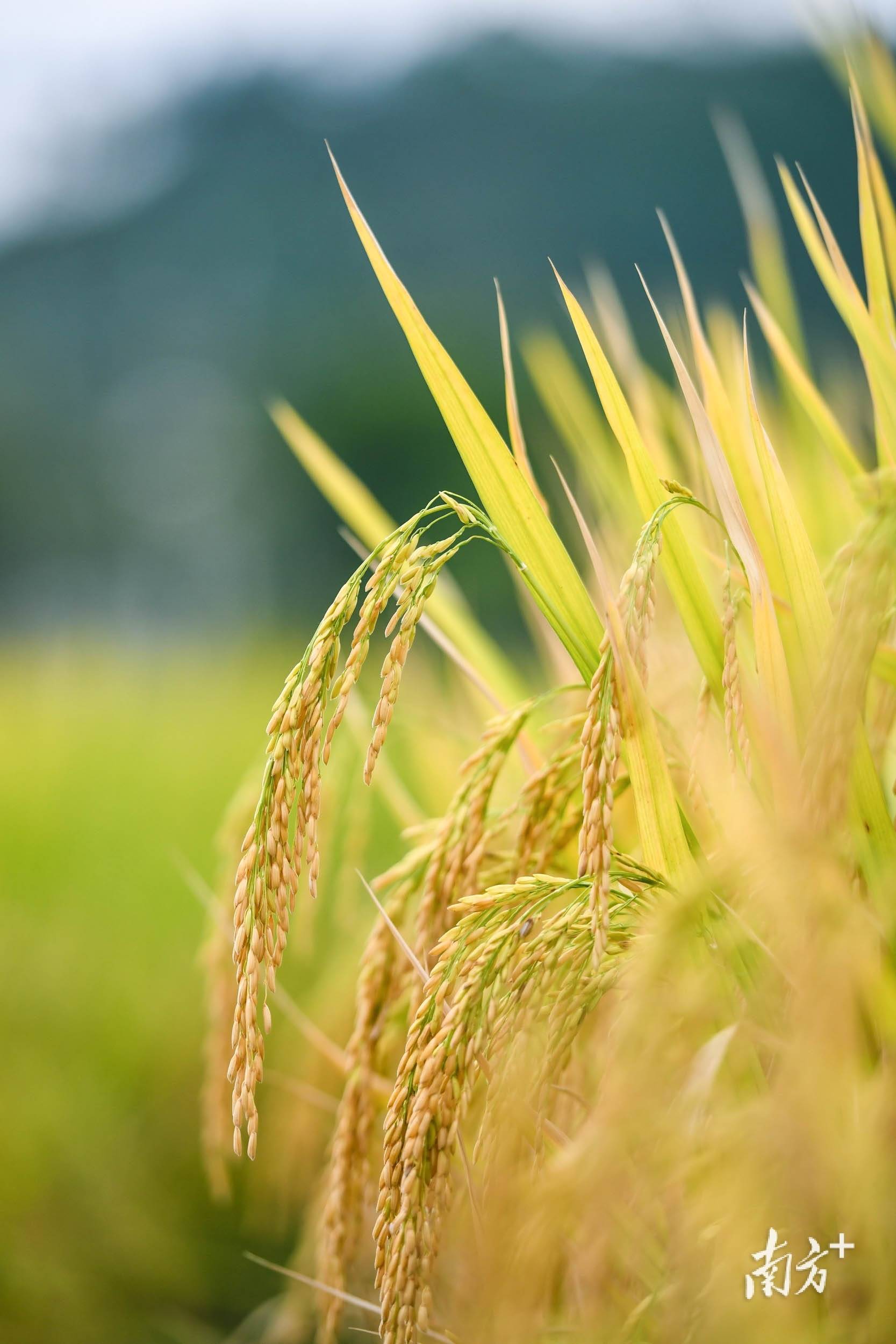 便茁壮生长……这是盛夏时节记者在广东省丝苗米跨县集群产业园(清远