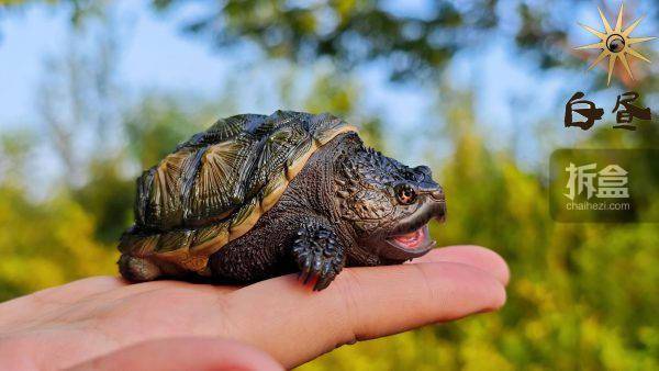 冷墨工作室 佛州拟鳄龟 原色款 原创动物模型gk摆件_公众_微信_网站