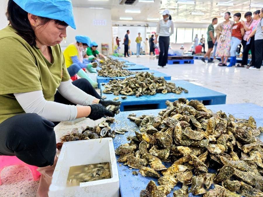 福建诏安：4．8万亩牡蛎“海上牧场”采收忙