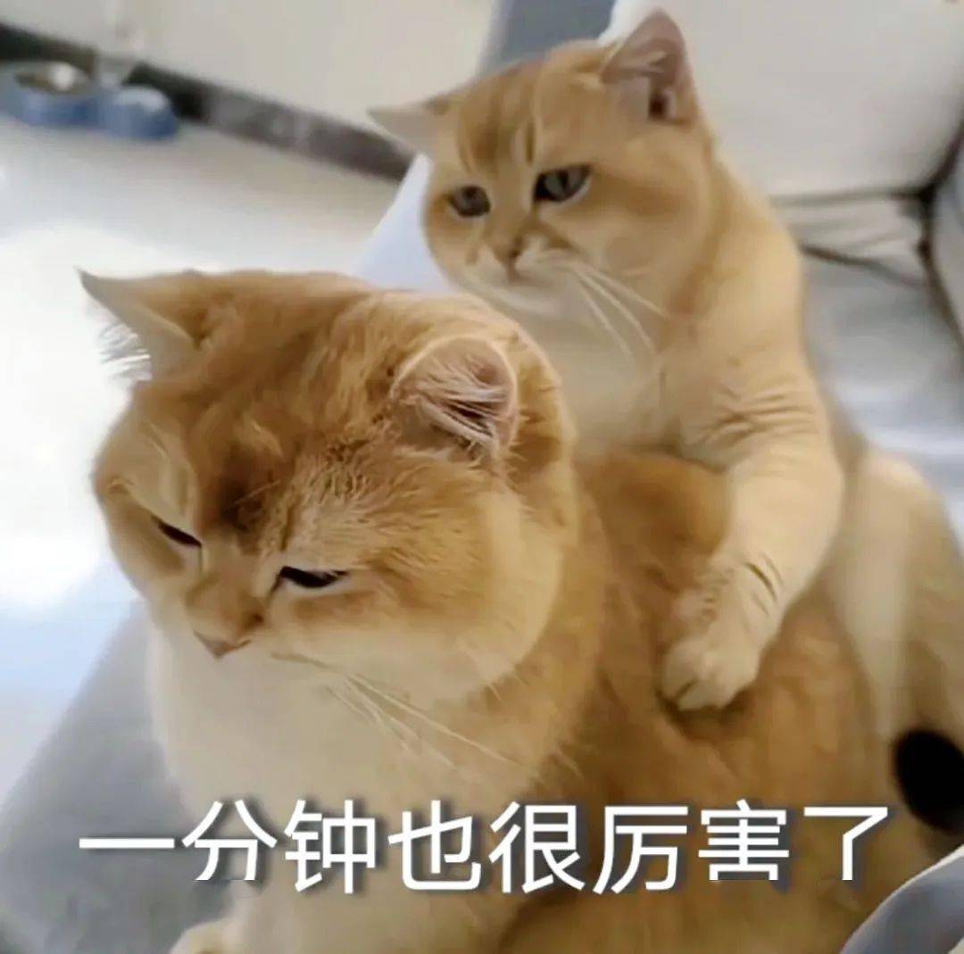 不好笑你来打我哈哈哈哈嘿嘿嘿嘿_猫猫_开心_meme