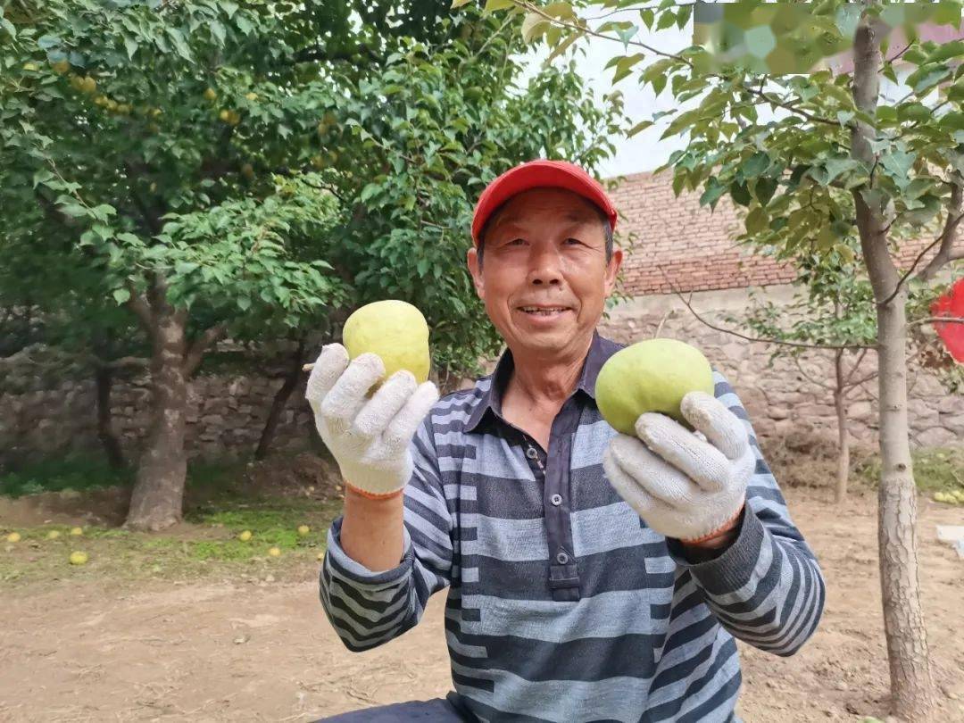 靖远大庙4000余亩香水梨喜获丰收_兴隆乡_大庙村_青睐