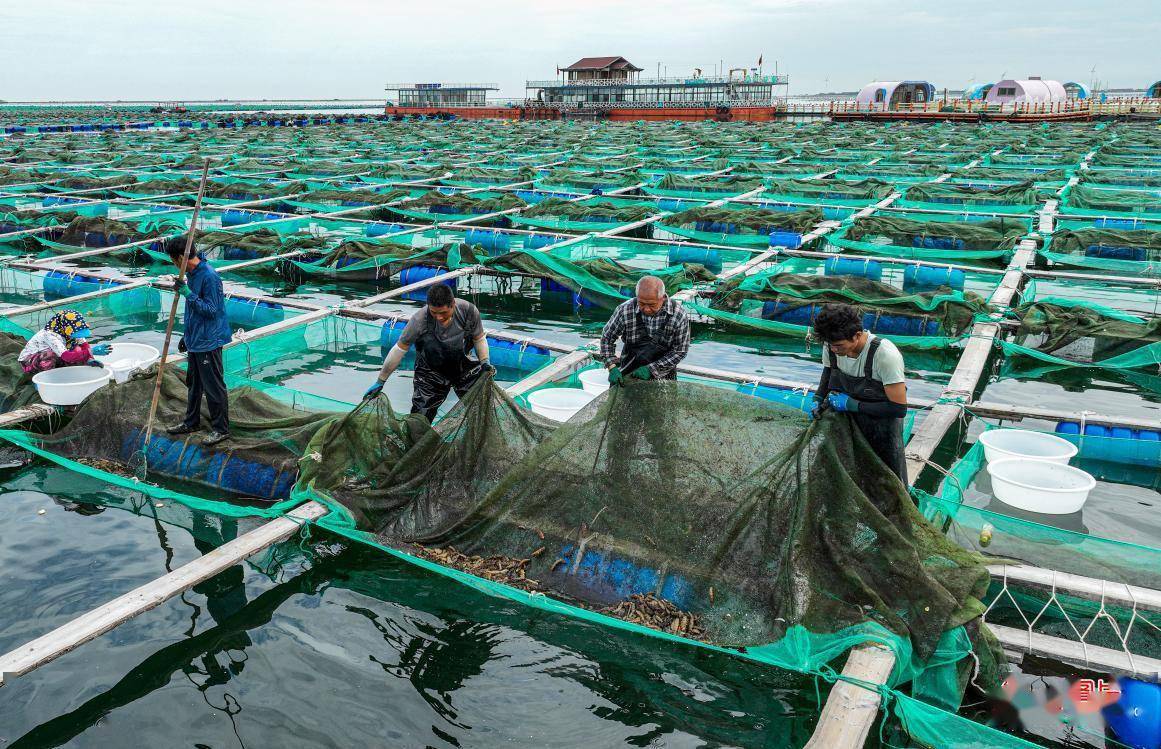 省荣成市石岛管理区桑沟湾海洋牧场生态网箱养殖区,渔民们在收获海参