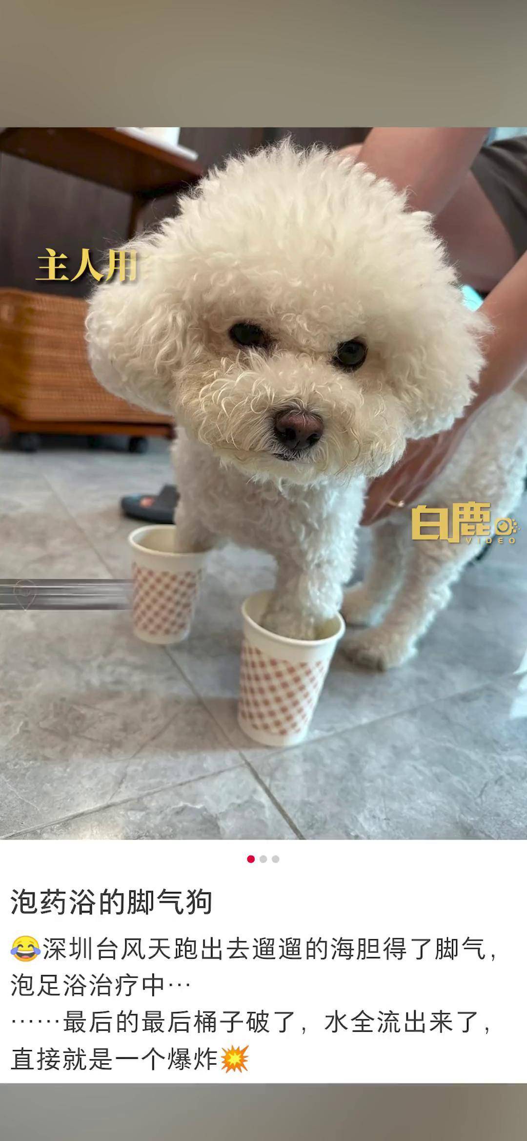 主人用纸杯给狗泡药浴辅助治趾间炎深圳 社会