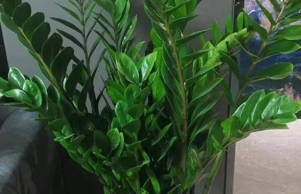 金钱树怎么修剪?记住"小动作",枝叶浓绿有精神_水果_盆栽_养分