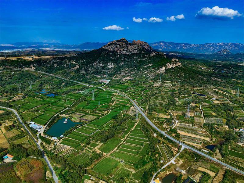 秋色如画好"丰"景|山东日照:秋日茶园别样美_刘家坪_五莲县_张明慷