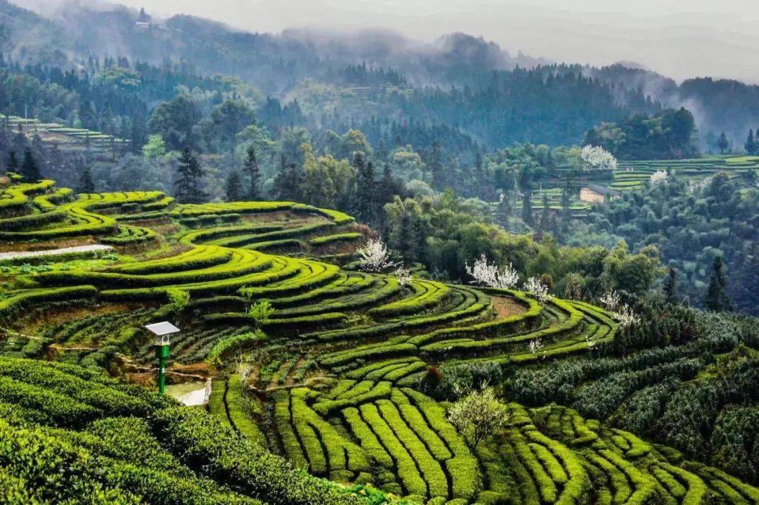 镇蜀山茶海特色茶香宴喜迎游客,采茶品茗食美宴………_旅游_手工_高县