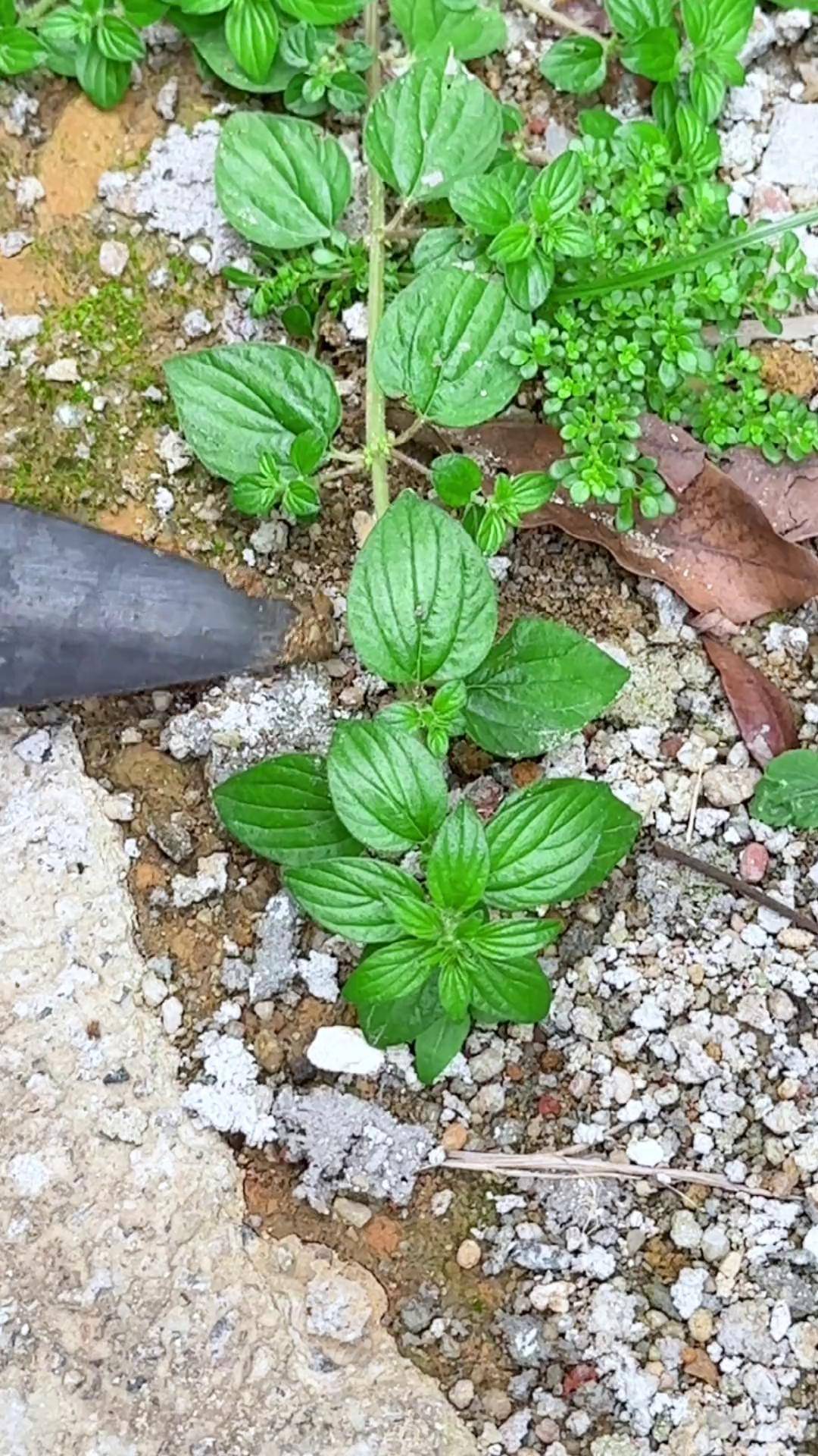 这种植物叫糯米藤,别名雾水葛,农村人常采挖它