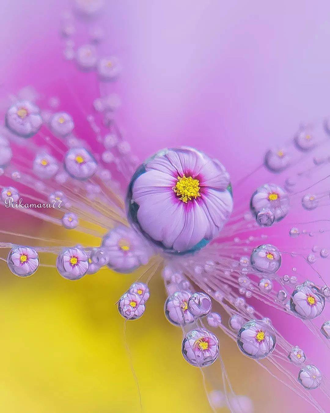 水珠里的花,漂亮的不可方物_壁纸