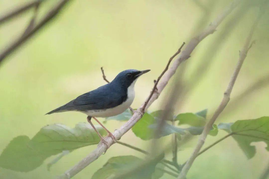 蓝歌鸲喜在地面灌丛来回穿梭,很少上树,雄性从头部至尾部主要为蓝色