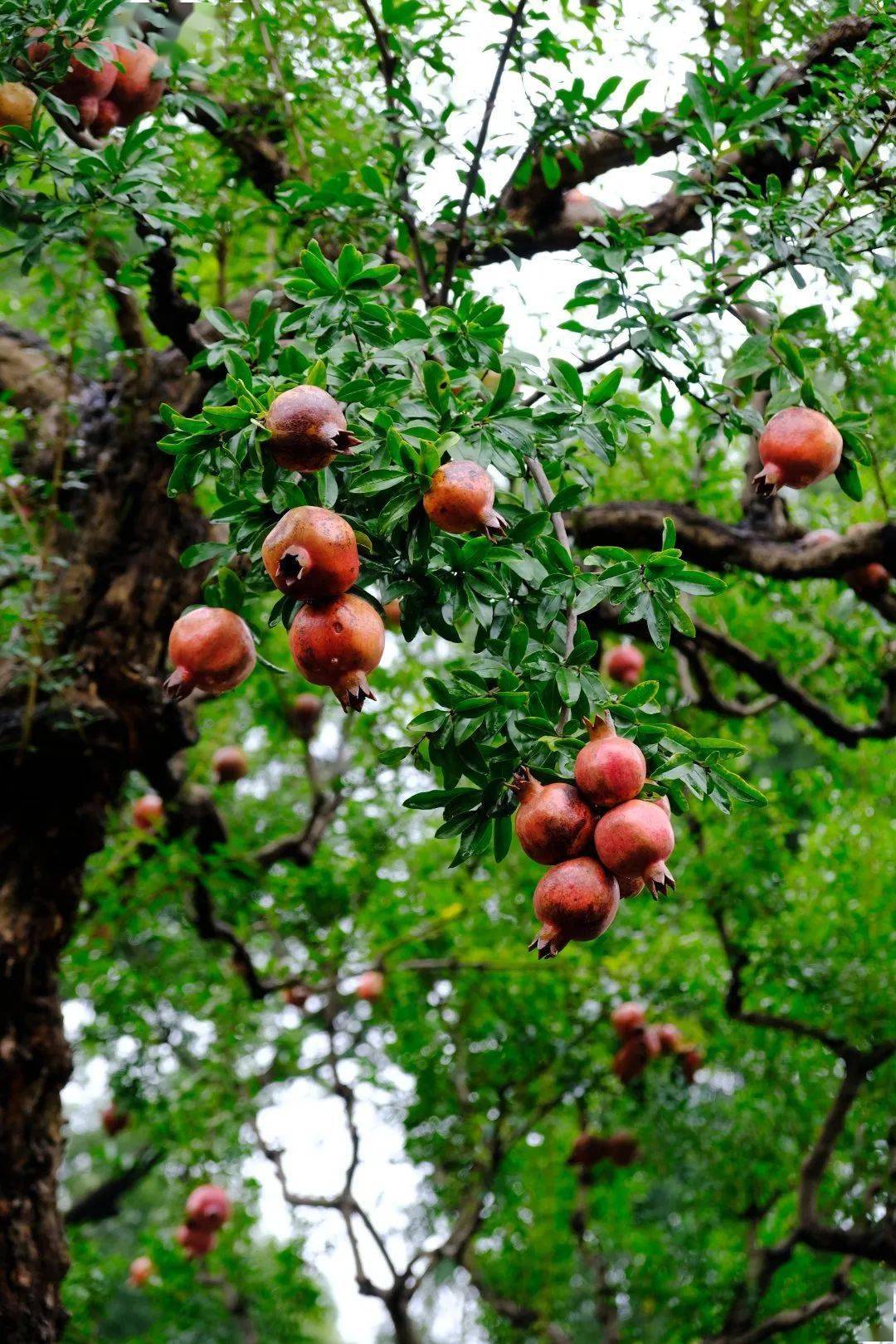 寒露染山河,人间清秋时_石榴_栗子_菊花