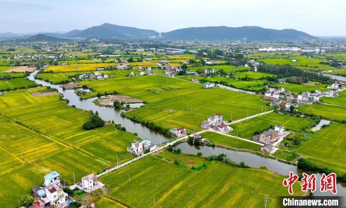 安徽马鞍山秋染田园 "丰"景如画_刘勤利_稻田_公元