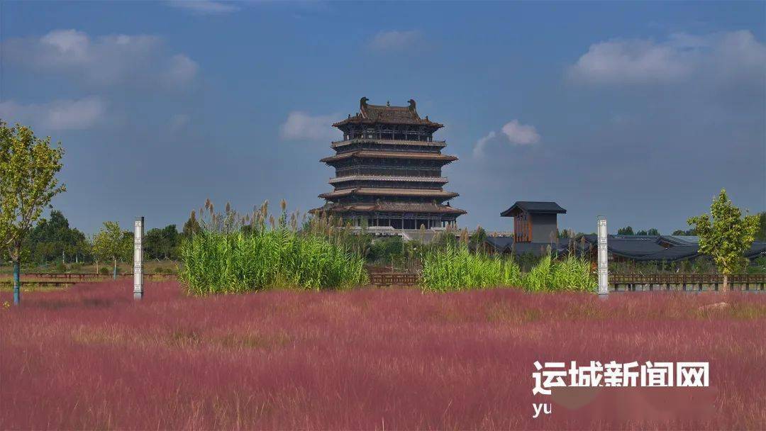 千亩花海绽放 鹳雀楼景区再添打卡地_永济市_樊高福_平台