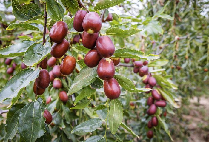 柳林:金秋时节枣飘香 红枣采摘游人乐_鲜枣_游客_大棚