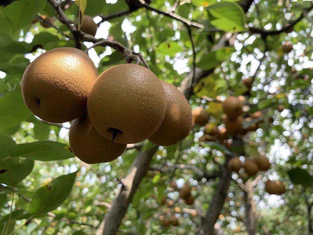 "仪式感"不能少浦江人喜爱的老味道熟了_梅梨_销售_种植户