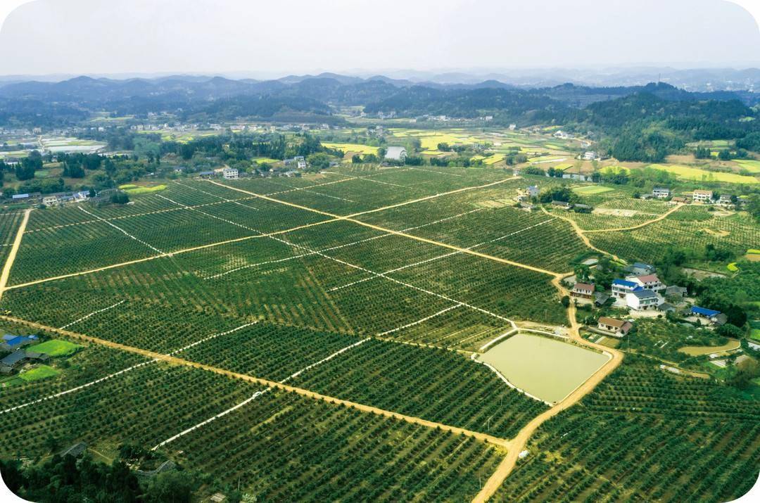 当下正是柠檬收获的季节,位于资阳市安岳县的柠檬基地,郁郁葱葱的柠檬