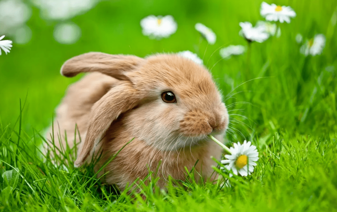 兔兔那么可爱~拿来做LOGO吧!_兔子_logo_公司