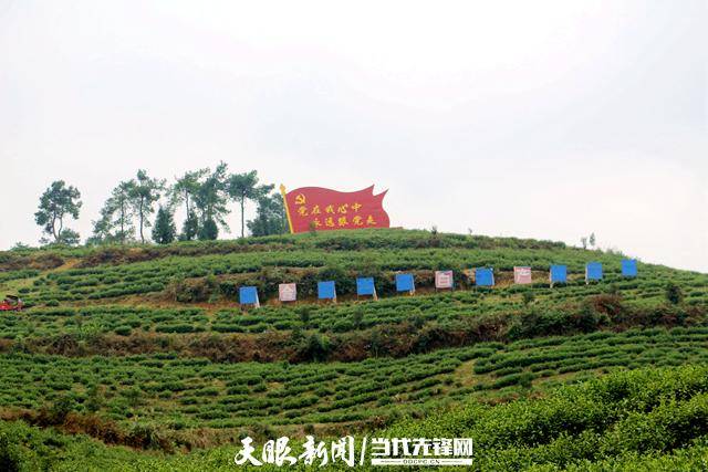 种植致富经_致富种植什么比较赚大钱_致富种植公司董事长